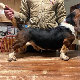 Gomer - Basset Hound