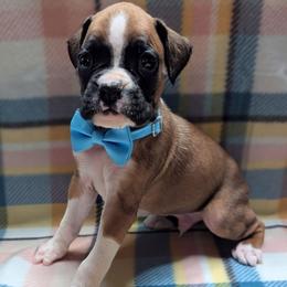 Zipper - Fawn male Boxer puppy in Mountain Home, Idaho from LJK Boxers & Toy Aussies