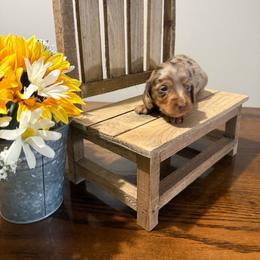 Alani - Dapple female Dachshund puppy in Dawson, Alabama from Bells Dashing Dachshunds