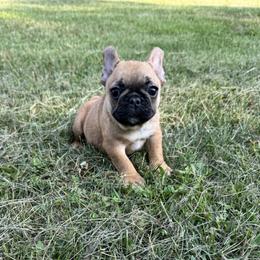 Girl - Fawn female French Bulldog puppy in Nevis, Minnesota from Faithful Acres French Bulldogs