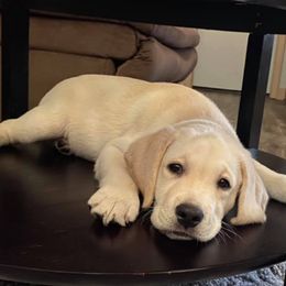 Labrador Retriever Puppies from Stone Haven Labradors
