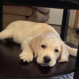 Labrador Retriever Puppies from Stone Haven Labradors
