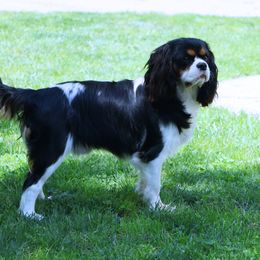 Duke - Cavalier King Charles Spaniel