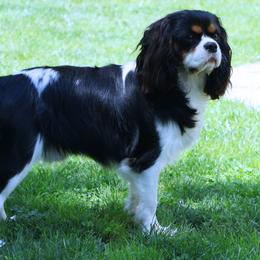 Duke - Cavalier King Charles Spaniel