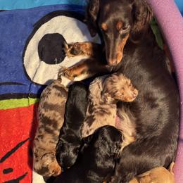 Dachshund Puppies from Dachshundsnextdoor