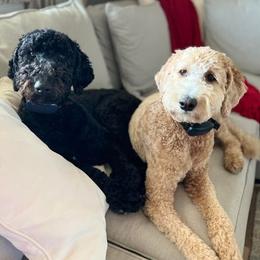 Goldendoodles from Native Country Goldendoodles