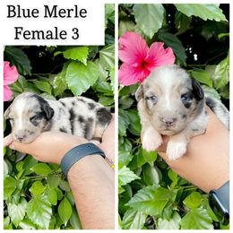 Girl 3 - Blue merle Australian Shepherd puppy in Chino, California from RanchLand Aussies HC