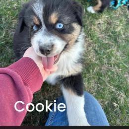 Cookie - Black tri-color female Australian Shepherd puppy in Fort Recovery, Ohio from Mud Path Australian Shepherds