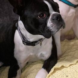 Boston Terriers from Kayden's Pups