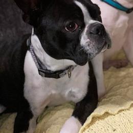Boston Terriers from Kayden's Pups
