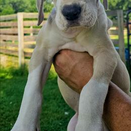 Elle - Fawn female Great Dane puppy in Princeton, Indiana from Phantasm Farms