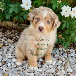 Valentino - Red merle male Miniature Australian Shepherd puppy in Midway, Texas from L Bar W Aussie Ranch