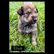 Berger Picard Puppies from Zia Picards Kennel