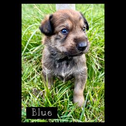 Berger Picard Puppies from Zia Picards Kennel