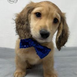 Falcon - Cream male Dachshund puppy in Pulaski, Tennessee from Billboard Doxies