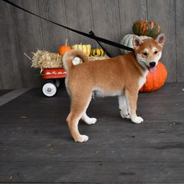 Rosco - Sesame male Shiba Inu puppy in Arcola, Illinois from Highline Puppies