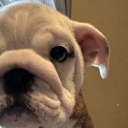 Snickers - Brindle Bulldog puppy in Richland Township, Arkansas from Ozark Bulldogs