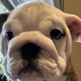 Snickers - Brindle Bulldog puppy in Richland Township, Arkansas from Ozark Bulldogs