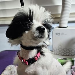 Tiva (G2) - Pink female Chinese Crested puppy in Little Rock, Arkansas from Fabulis Toys (Chinese Crested, Papillons, Chihuahuas)