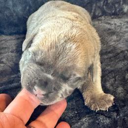 Daisy - Gray and fawn female Cane Corso puppy in Pollock Pines, California from Capitol City Cane Corso
