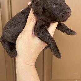 Chocolate - Brown and white male Aussiedoodle puppy in Weeki Wachee, Florida from Pawprint Dreams Boarding and Kennel