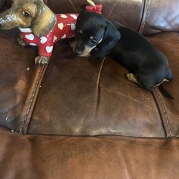 Vienna - Black and tan female Dachshund puppy in Raleigh, North Carolina from Capital City Dachshunds