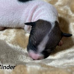 Girl 1 - female American Hairless Terrier puppy in Buckingham, Illinois from Gaus Hof