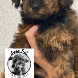 Cavapoo and Poodle Puppies from Happy Tails Poods and Doods