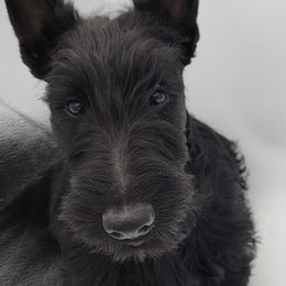 Boy 4 - Black Scottish Terrier puppy in Seymour, Missouri from Fairview's Precious Pups