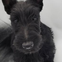 Boy 4 - Black Scottish Terrier puppy in Seymour, Missouri from Fairview's Precious Pups