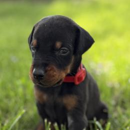Fendi - Black and rust male Doberman Pinscher puppy in Winchester, Ohio from 32 Farms