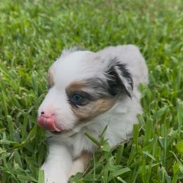 Max - Blue merle male Toy Australian Shepherd puppy in Reidsville, North Carolina from Cherry Grove Kennel