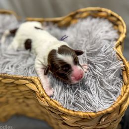 Lady - Caramel ice female Australian Labradoodle puppy in Avon, Indiana from Forever Friends Labradoodles