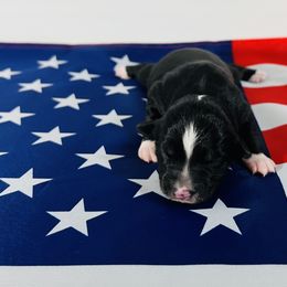 Liberty 🇺🇸 - Black tri Miniature Australian Shepherd puppy in Minnesota from Broken T Australian Shepherds