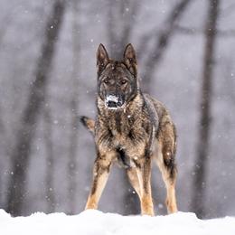 Kona - German Shepherd