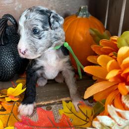 Autumn - Merle female Bernedoodle puppy in Gilbert, Arizona from The Berne Barn... it’s a Doodle thing!