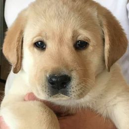 Labrador Retriever Puppies from Colindy Labradors