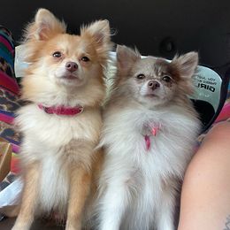 Paris & Khaleesi - Pomeranian