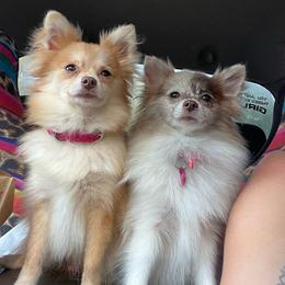Paris & Khaleesi - Pomeranian