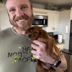 Sydney the Mini Irish Setter - Mahogany female Irish Setter puppy in Orem, Utah from Rocky Mountain Irish Setters