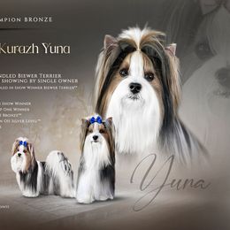 Yuna - Biewer Terrier