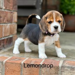 Lemondrop - Black tan and white female Beagle puppy in Mansfield, Missouri from Rippee Creek Kennel