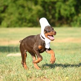 Skye-Raynah - Red and rust female Doberman Pinscher puppy in Overton, Texas from Obsidian Kennel