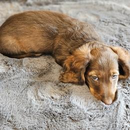 Dachshund Puppies from butter beans babies