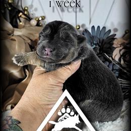 Lombardi - Blue male German Shepherd puppy in Sequim, Washington from German Shepherd Haus
