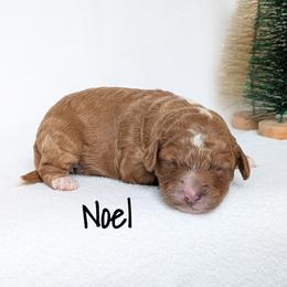 Noel - Red female Cavapoo puppy in Amboy, Indiana from Wag'in Tails