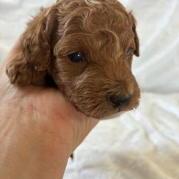 Sleepy - Red male Cockapoo puppy in Adrian, Oregon from ApplebyFarm