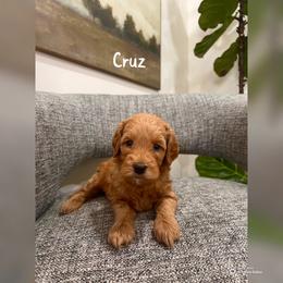 Cruz - Apricot female Goldendoodle puppy in Glendale, Arizona from Follow Your Bliss Doodles
