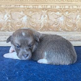 Caroline Ingalls - Gray and white female American Corgi puppy in Shawnee, Oklahoma from Sunray Ranch