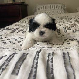 Shihpoo Puppies from The Sassy Shihpoos